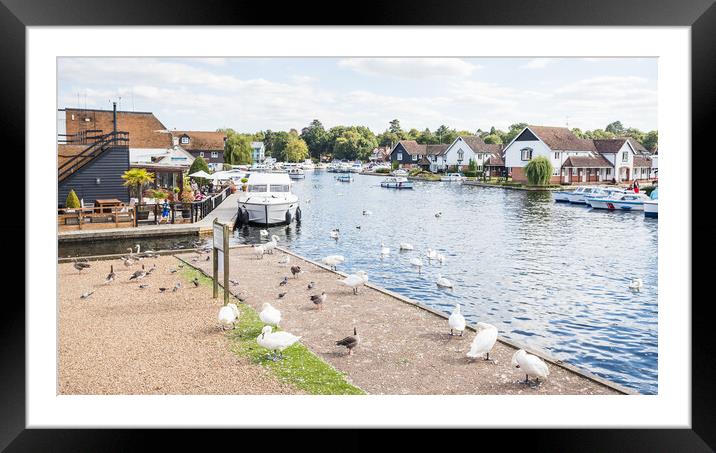 Birds on the edge of the River Bure Framed Mounted Print by Jason Wells