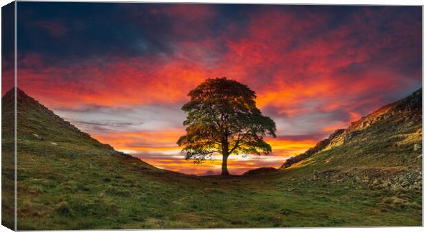 Sycamore Gap Hadrians Wall Canvas Print by Picture Wizard