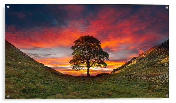 Sycamore Gap Hadrians Wall Acrylic by Picture Wizard