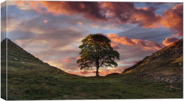 Sycamore Gap Hadrians Wall Canvas Print by Picture Wizard