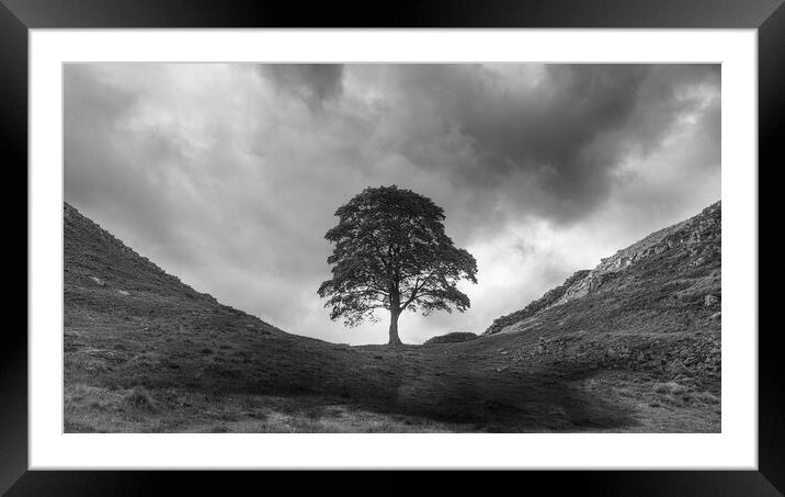 Sycamore Gap Hadrians Wall Framed Mounted Print by Picture Wizard
