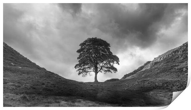 Sycamore Gap Hadrians Wall Print by Picture Wizard