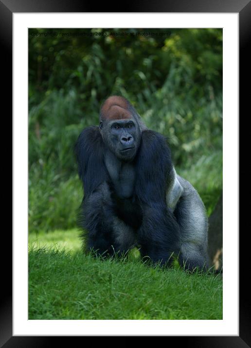Silverback Gorilla's Stance Framed Mounted Print by rawshutterbug 