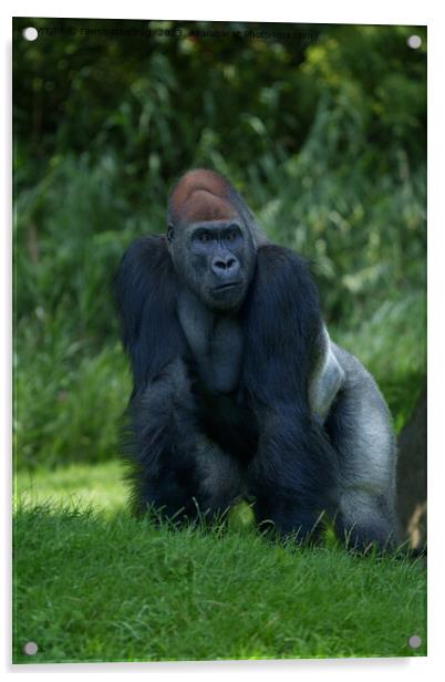 Silverback Gorilla's Stance Acrylic by rawshutterbug 
