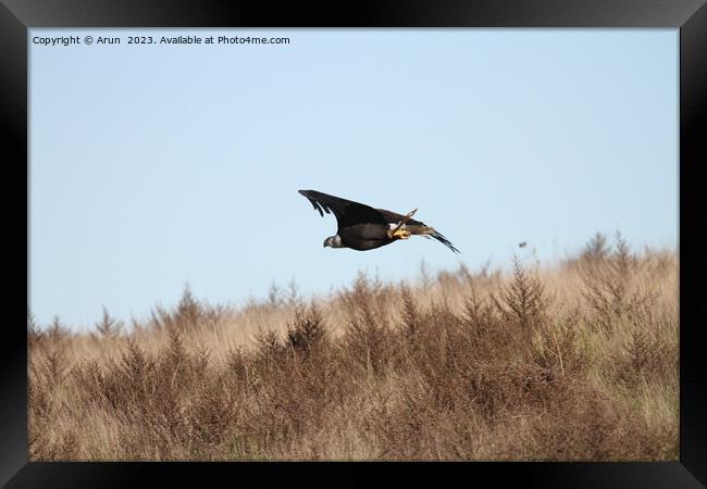 Bald eagle Framed Print by Arun 