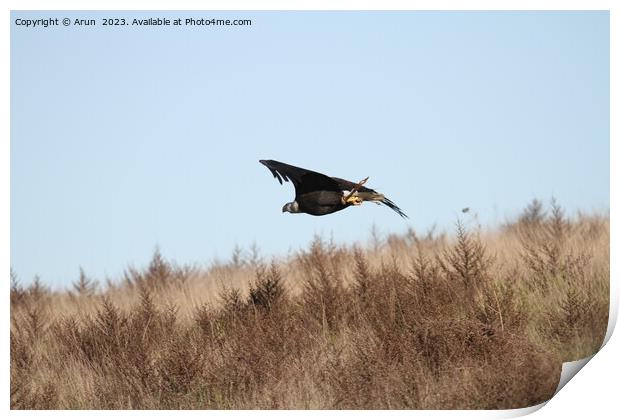 Bald eagle Print by Arun 