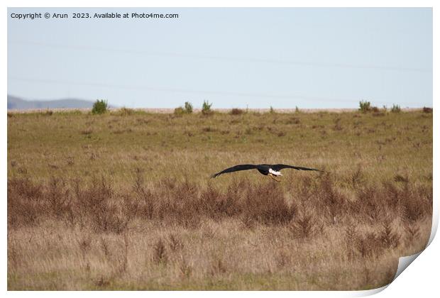 Bald eagle Print by Arun 