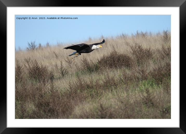 Bald eagle Framed Mounted Print by Arun 