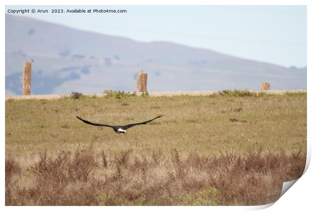 Bald eagle Print by Arun 