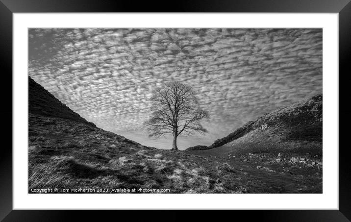 Sycamore Gap (Robin Hood Tree)  Framed Mounted Print by Tom McPherson