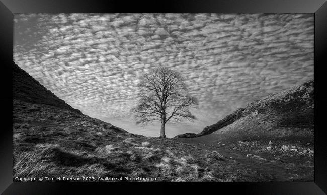 Sycamore Gap (Robin Hood Tree)  Framed Print by Tom McPherson