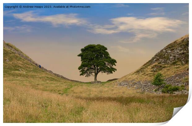 Sycamore Gap (Hadrians wall) Print by Andrew Heaps