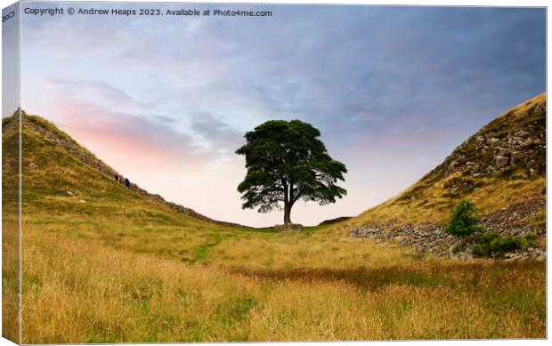 Sycamore Gap (Hadrians wall) Canvas Print by Andrew Heaps