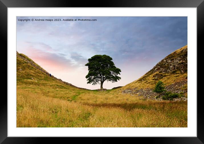 Sycamore Gap (Hadrians wall) Framed Mounted Print by Andrew Heaps