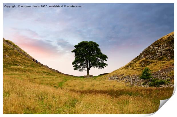 Sycamore Gap (Hadrians wall) Print by Andrew Heaps