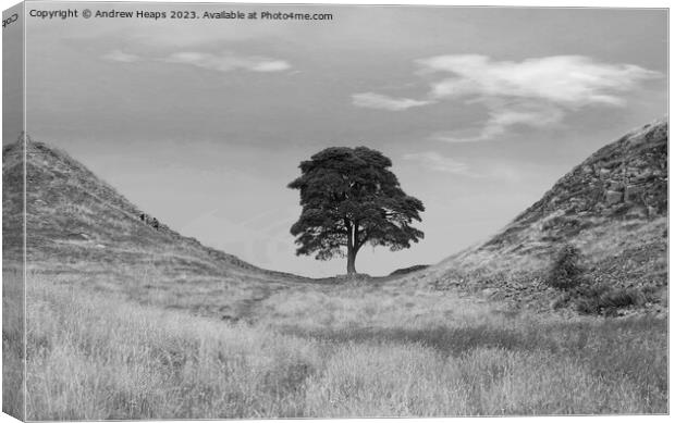 Sycamore Gap (Hadrians wall) black and white Canvas Print by Andrew Heaps