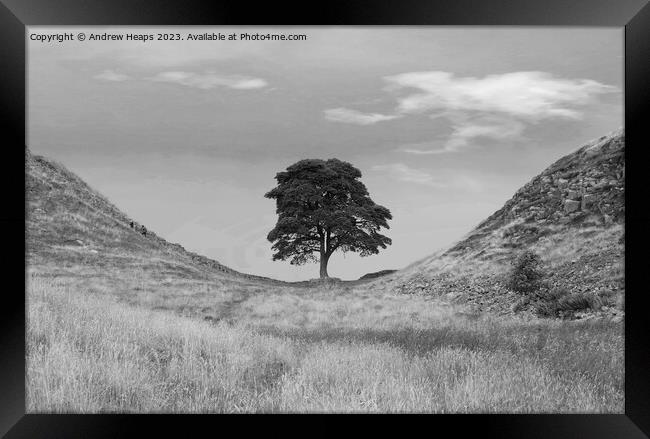 Sycamore Gap (Hadrians wall) black and white Framed Print by Andrew Heaps