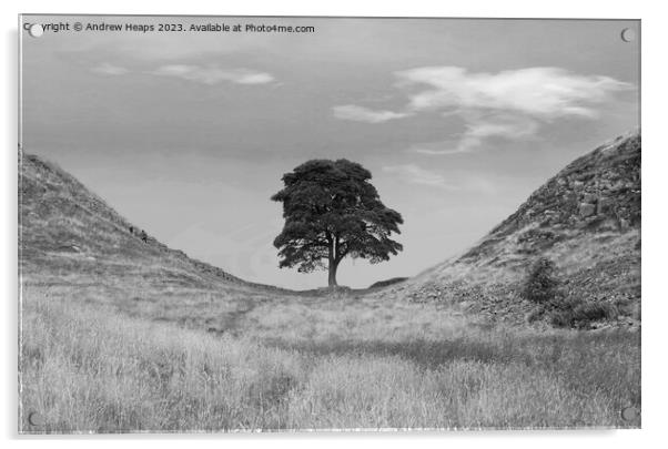 Sycamore Gap (Hadrians wall) black and white Acrylic by Andrew Heaps