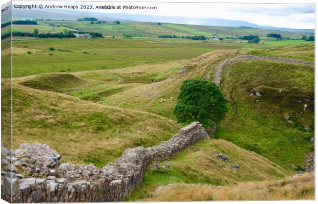 Sycamore Gap (Hadrians wall) Canvas Print by Andrew Heaps