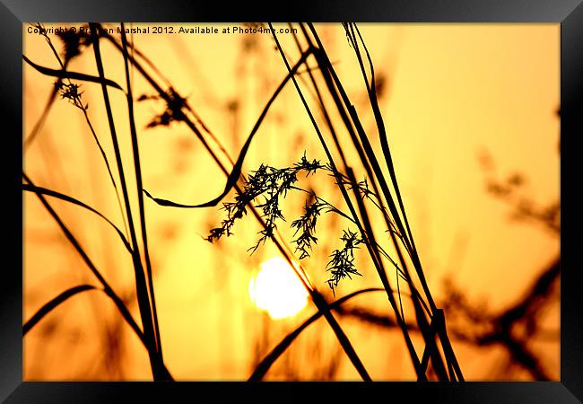 Golden Sunset Framed Print by Praveen Marshal