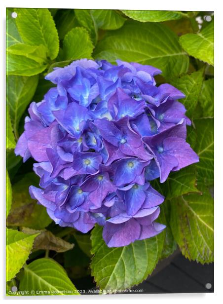 Purple Hydrangea  Acrylic by Emma Robertson