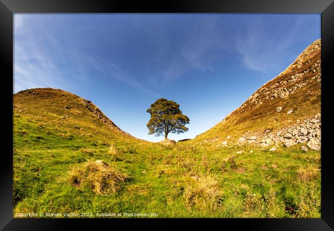 Sycamore Gap (Robin Hood Tree) Framed Print by Steven Vacher