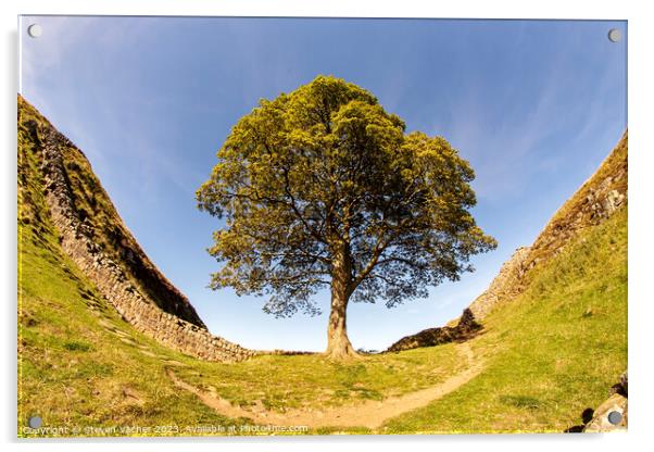 Sycamore Gap (Robin Hood Tree) Acrylic by Steven Vacher