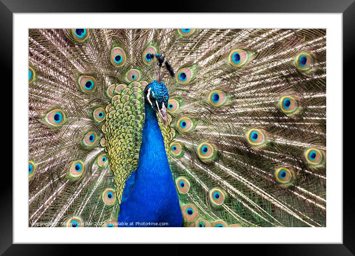 Beautiful Royal Blue Peacock Framed Mounted Print by Steven Vacher
