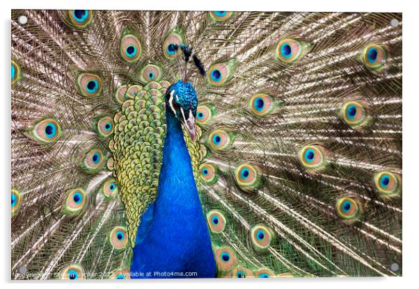 Beautiful Royal Blue Peacock Acrylic by Steven Vacher