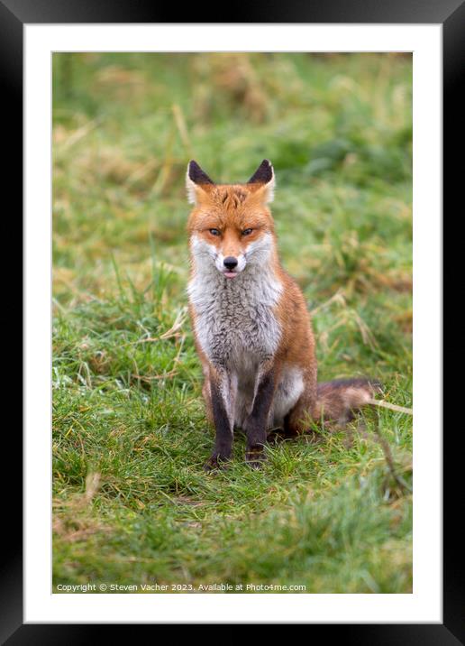 A Cheeky Fox Framed Mounted Print by Steven Vacher