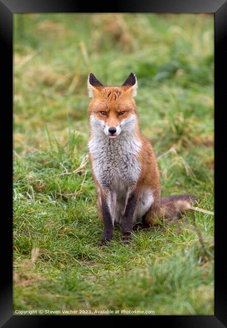 A Cheeky Fox Framed Print by Steven Vacher