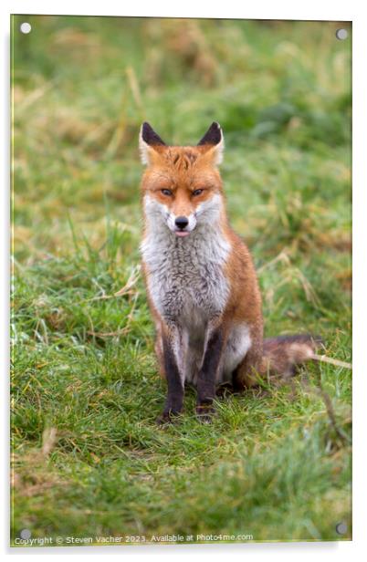 A Cheeky Fox Acrylic by Steven Vacher