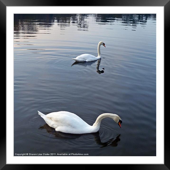 Swan lake 2 Framed Mounted Print by Sharon Lisa Clarke