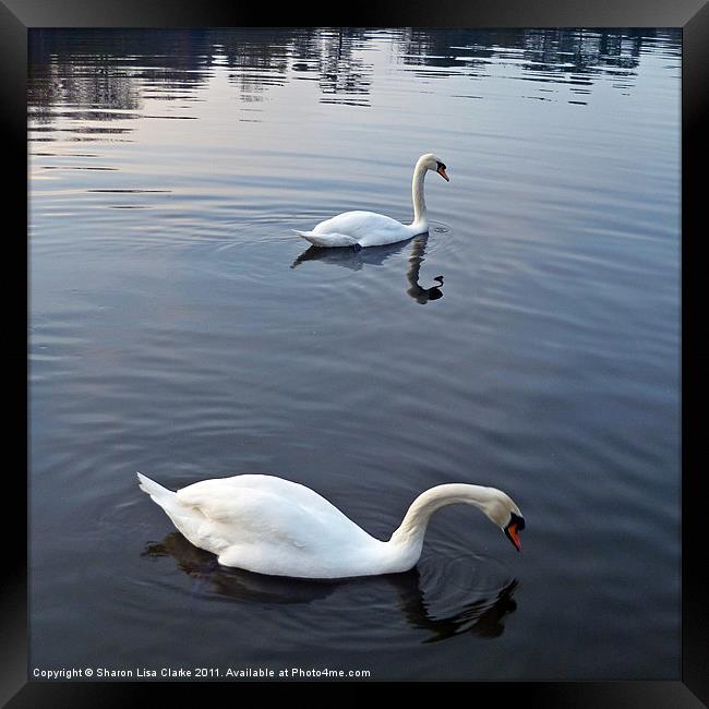 Swan lake 2 Framed Print by Sharon Lisa Clarke