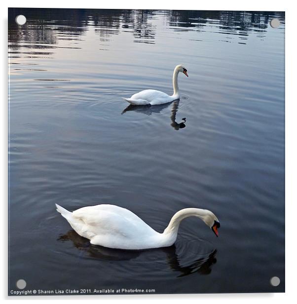 Swan lake 2 Acrylic by Sharon Lisa Clarke