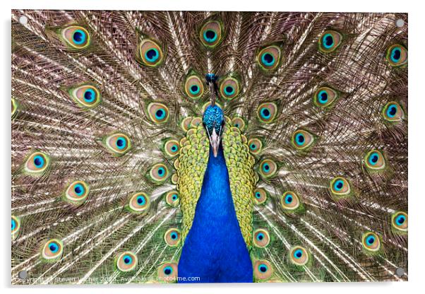 Beautiful Royal Blue Peacock Acrylic by Steven Vacher