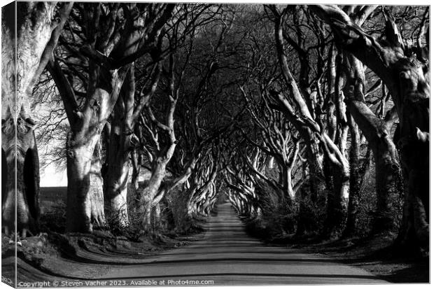 Dark Hedges in black and white Canvas Print by Steven Vacher