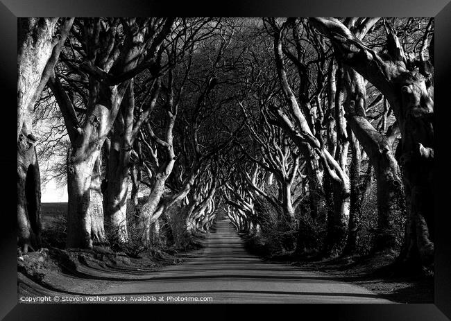 Dark Hedges in black and white Framed Print by Steven Vacher
