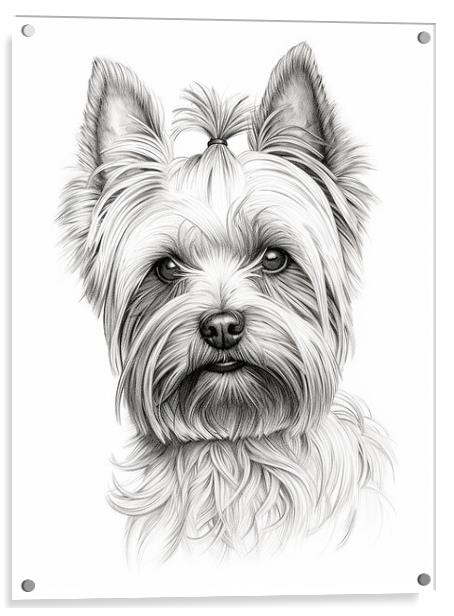 Pencil Drawing Yorkshire Terrier Acrylic by Steve Smith
