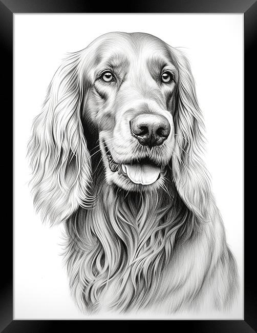 Pencil Drawing Irish Setter Framed Print by Steve Smith