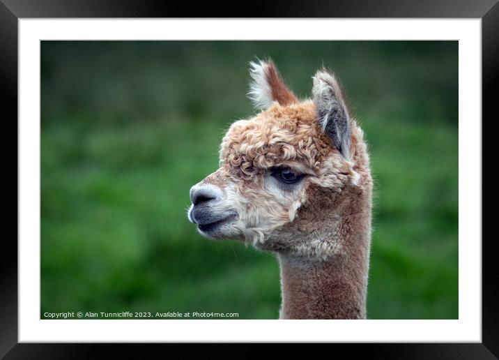 alpaca close up Framed Mounted Print by Alan Tunnicliffe