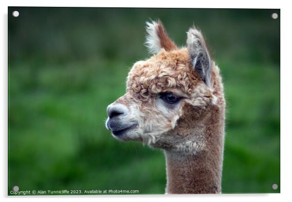 alpaca close up Acrylic by Alan Tunnicliffe