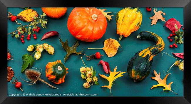 Autumn herbarium and pumpkins Framed Print by Mykola Lunov Mykola