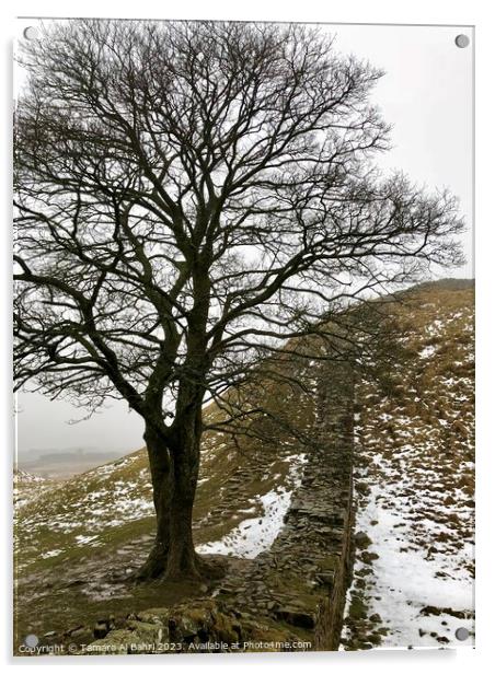 Sycamore Gap Hadrian’s Wall Tree Acrylic by Tamara Al Bahri