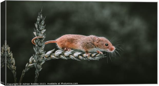 Harvest Mouse on a stem of Barley Canvas Print by Adrian Rowley