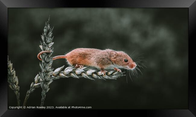 Harvest Mouse on a stem of Barley Framed Print by Adrian Rowley