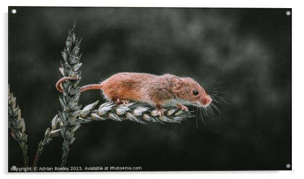 Harvest Mouse on a stem of Barley Acrylic by Adrian Rowley