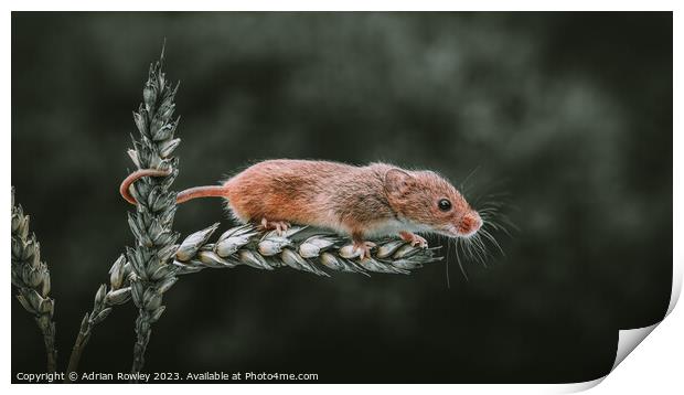 Harvest Mouse on a stem of Barley Print by Adrian Rowley