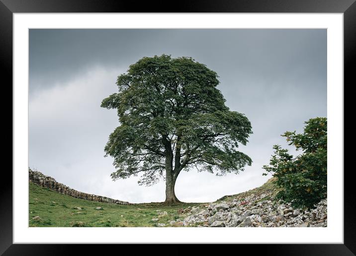 Sycamore Gap Tree Framed Mounted Print by Mark Jones