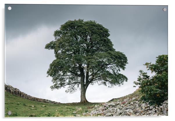 Sycamore Gap Tree Acrylic by Mark Jones